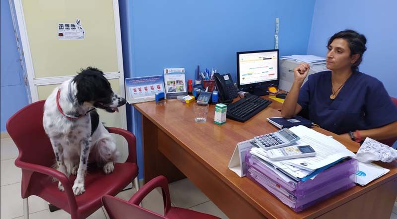 Centro Veterinario El Madroñal consulta a perro