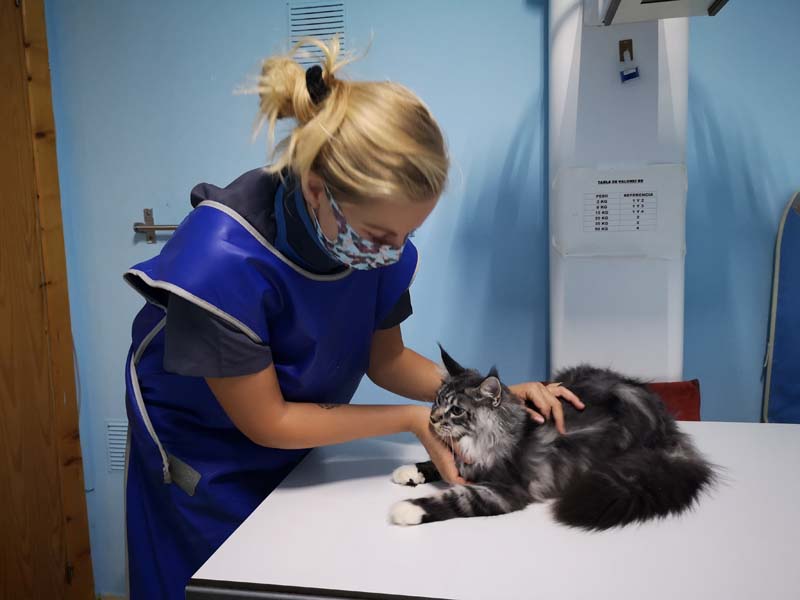 Centro Veterinario El Madroñal veterinaria revisando gato